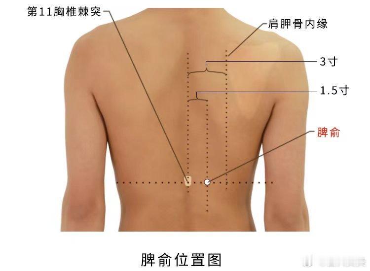 脾俞穴精准取穴：在脊柱区，第11胸椎棘突下，后正中线旁开1.5寸。功效：健脾统血