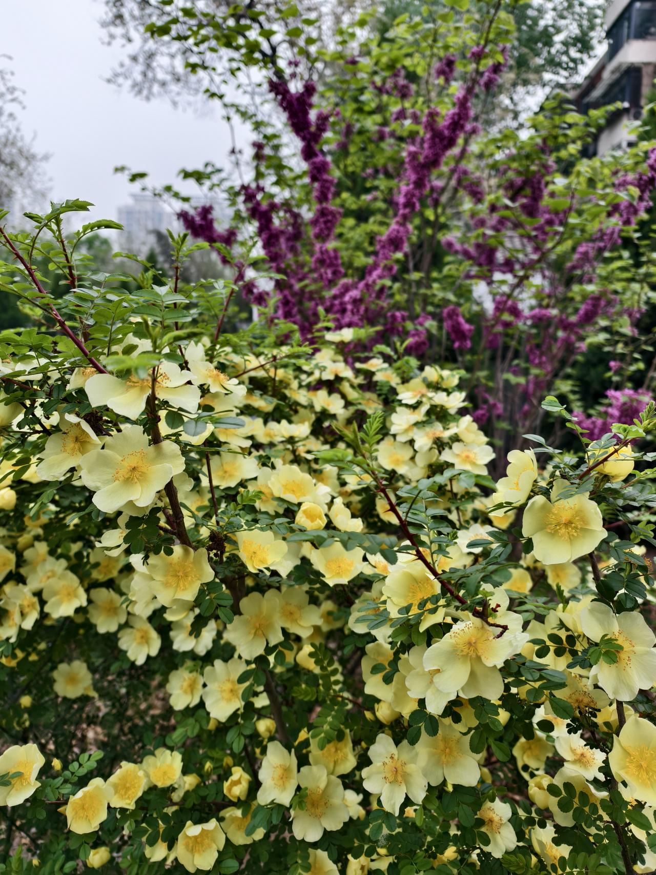 清晨，长虹公园随拍到的花，淡淡清香，但是叫不上名字！