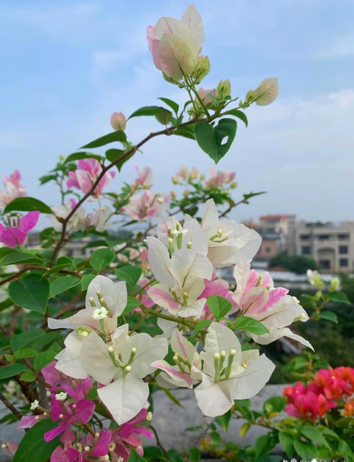 共享会计天天对账，财务BP天天甩锅。
系统都自动跑数据了，还让俩人来回扯皮？
7