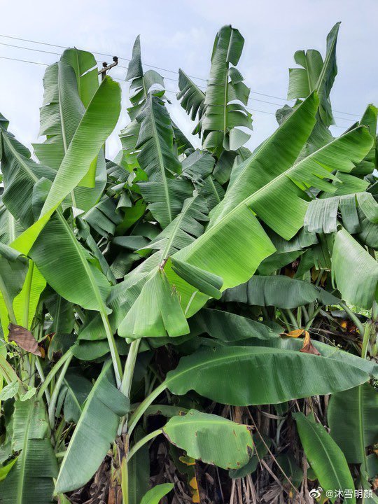 心悸饮用两汤匙芭蕉（plantain）干叶粉末泡制的茶，每日两次。心悸症状将会消