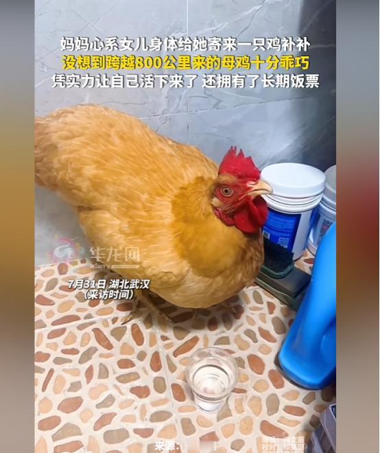 笑不活了！湖北武汉一女子，因为贫血，妈妈心疼得不行，特意从广东老家寄了一只家养的