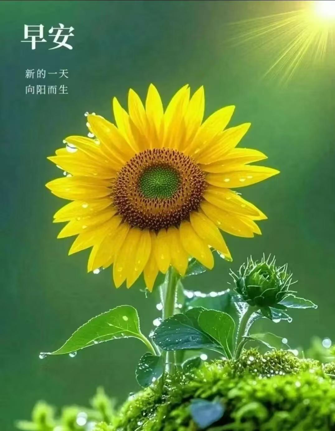 友出上联：夏雨敲荷珠乱跳，
       下联：春风拂面柳慢摇。