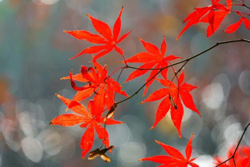 秋日红枫叶，
不输春百花。
若论靓丽处，
美艳冠秋景。