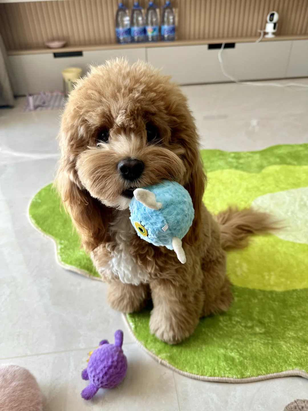 小狗：🎾！懂？