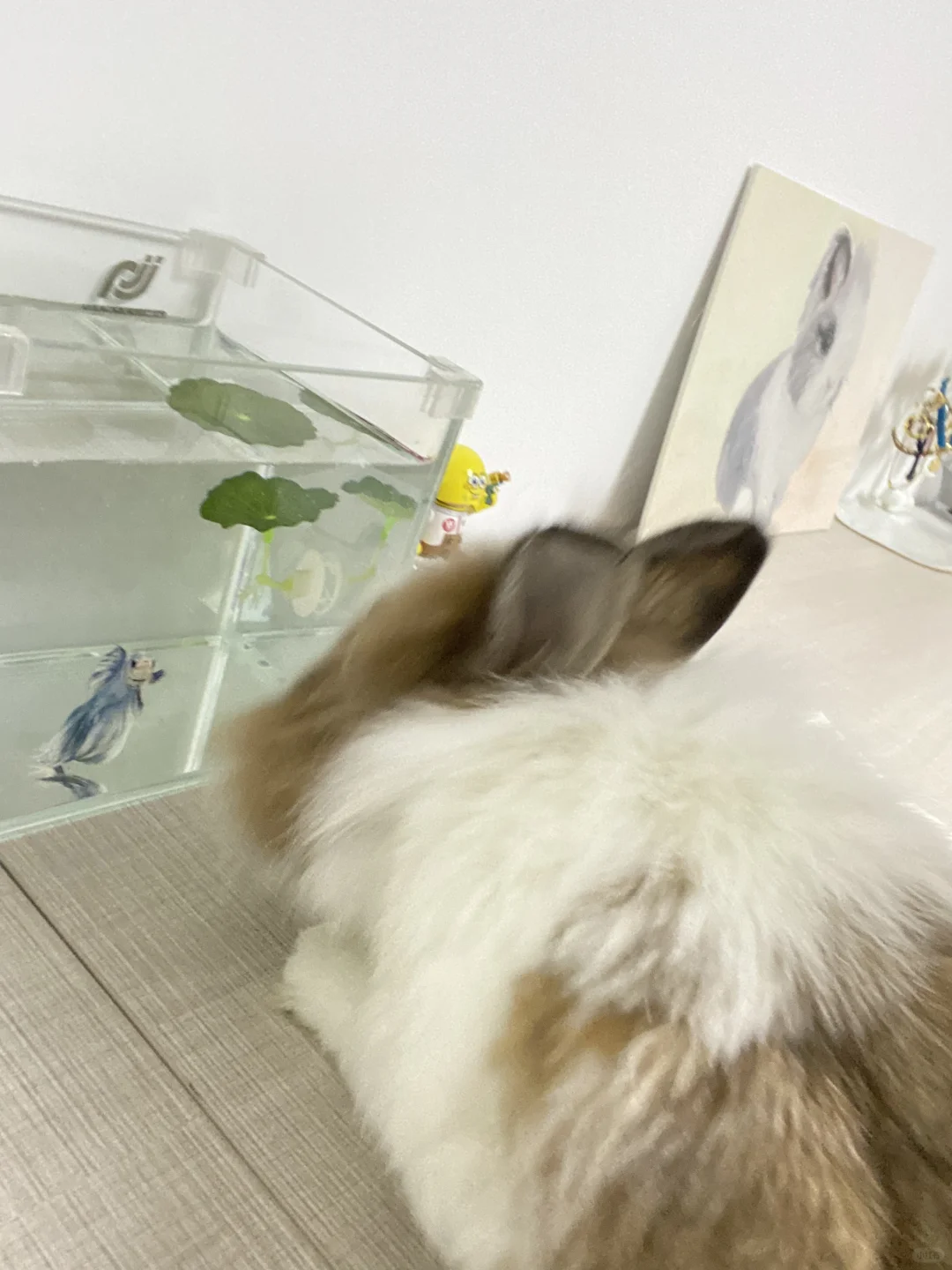 跨物种会面
