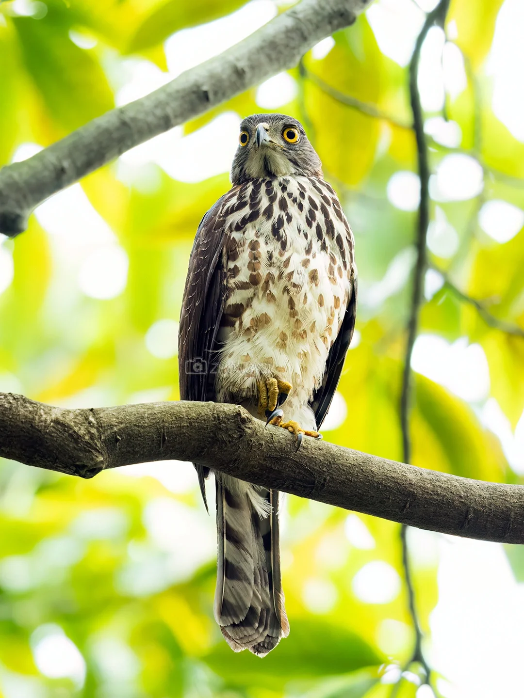 没见凤头的凤头鹰