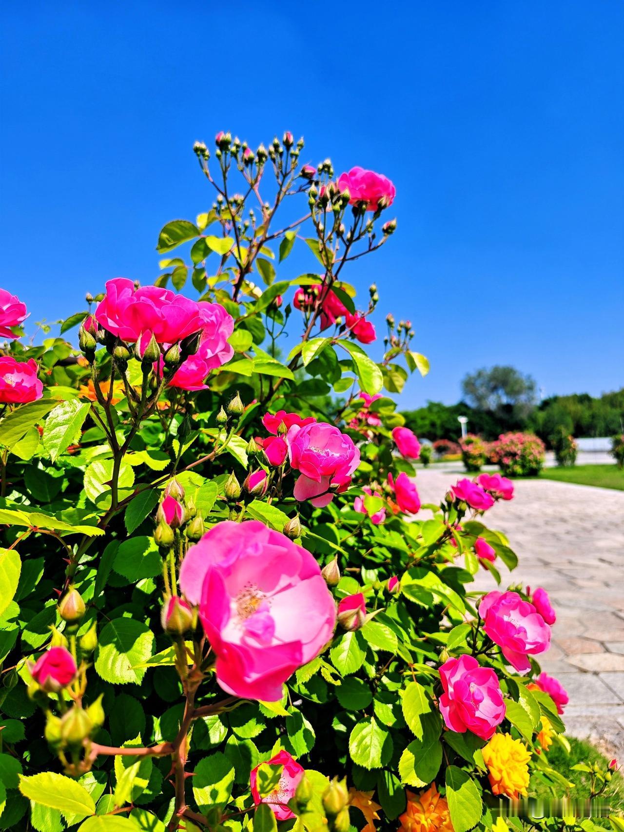粉嫩月季盛开，阳光洒满花海，浪漫满溢！🌸🌞