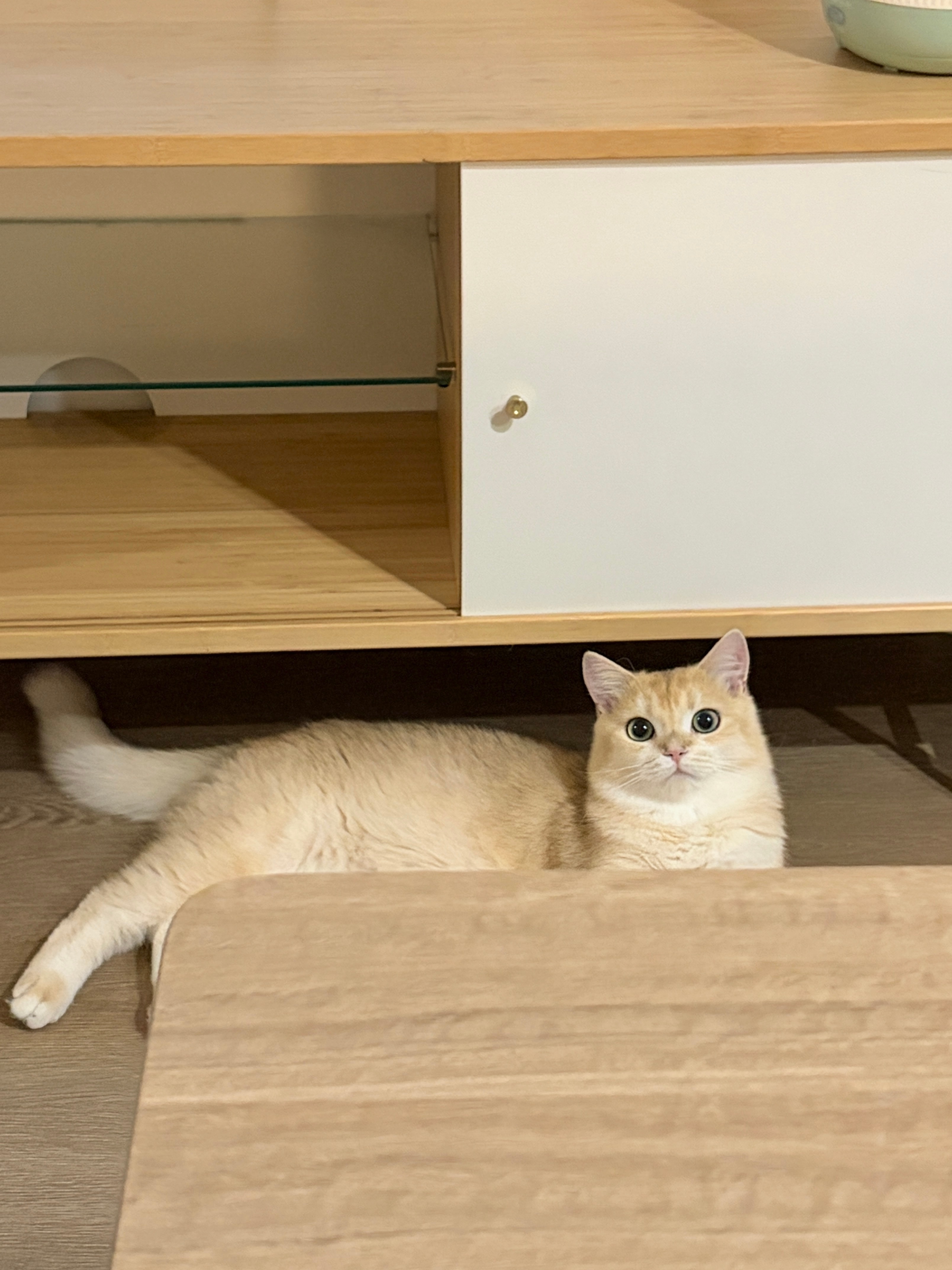 回味猫片中 人在工位 想念小猫 ​​​