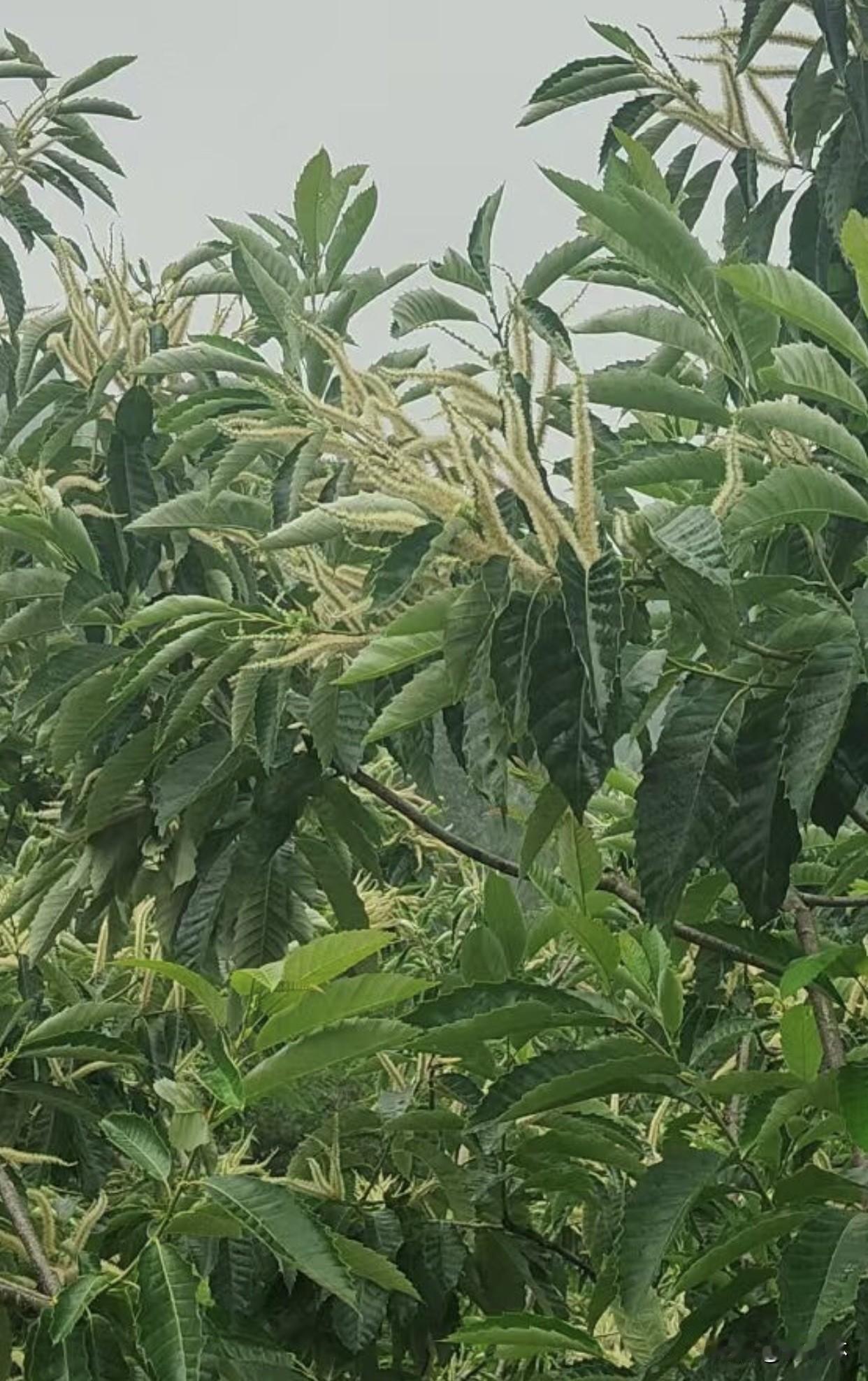 雨天逛公园别有一番风味，空气清润满是草木清香。板栗花开得热闹，绣球花铺成一片绿毯