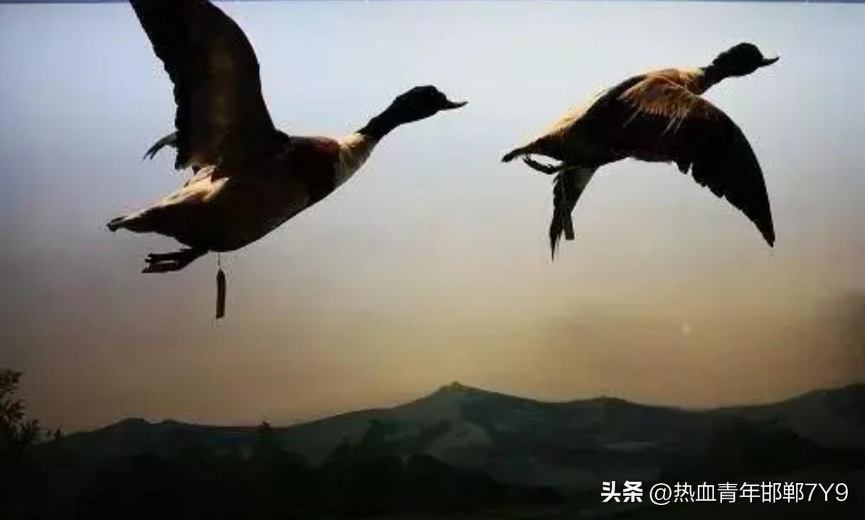 这些编辑实在是不负责任或者学识浅薄！
近日，在“学习强国”app 的学习过程中，