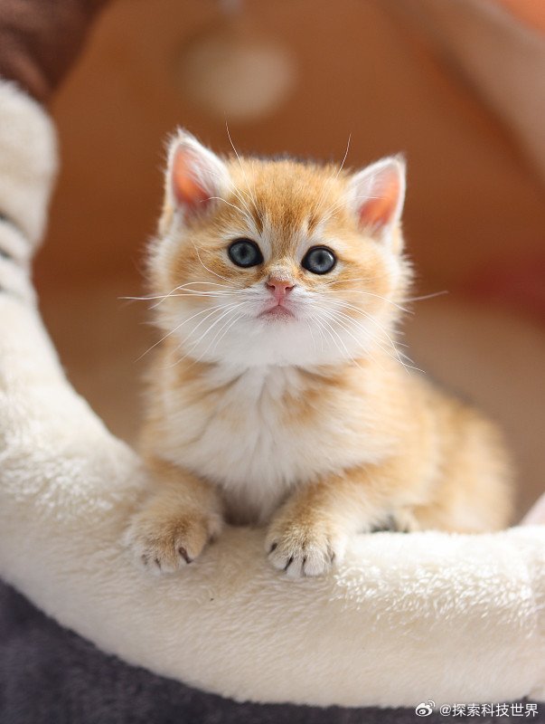 小猫刚开机处理器干烧了小猫这懵圈模样真的笑不活了萌晕，一只刚睡醒、还没完全进入状