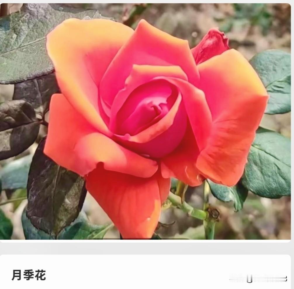 据说以下五种花，最有潜力
成为世界五大名花，爱花的
你认同么？
世界五大名花通常