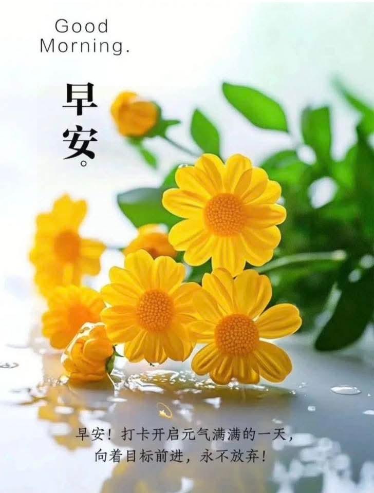 晨光轻落小黄花，
携满元气赴韶华。
晨起心怀千里志，
一路追风不恋家。