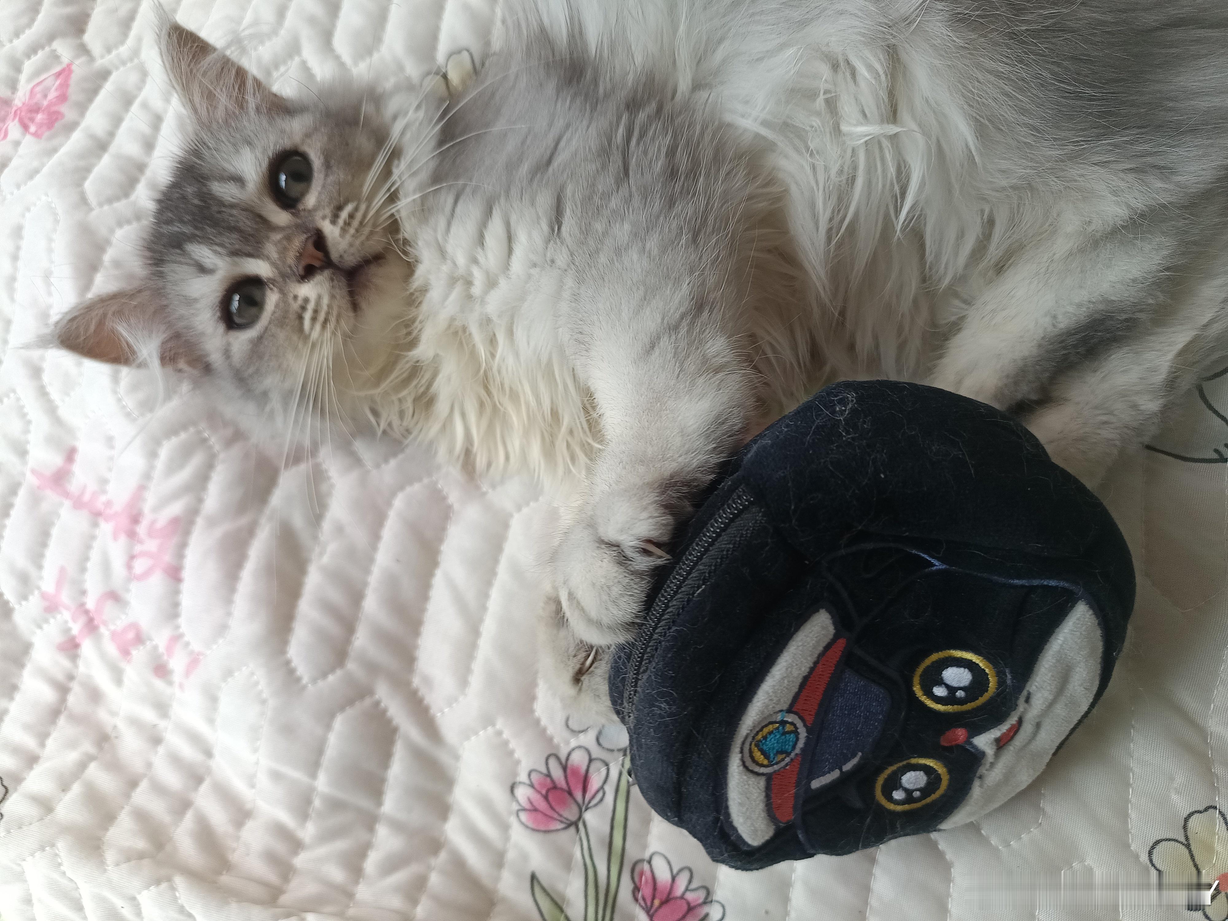 女子买猫窝到货后爬出一只猫小猫选妈妈 用快递的方式，把自己送到妈妈身边 