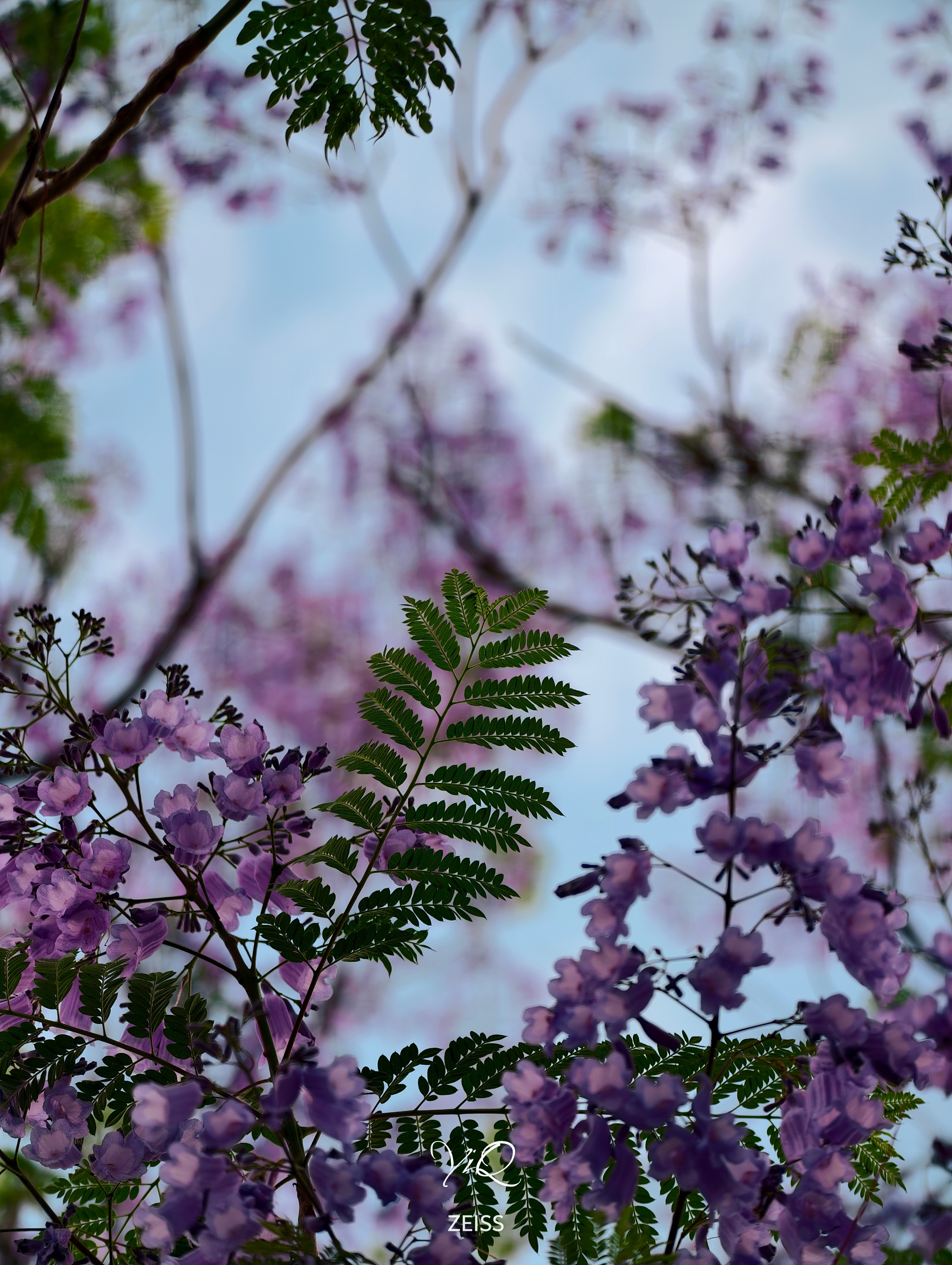 早啊宝们，朋友投递的蓝花楹大片。不是所有的花都要热烈奔放，蓝花楹用一场安静的紫，