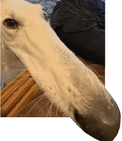 每天一条冷知识 狗的鼻子其实是单向通道。吸气走鼻孔上方，呼气不原路返回，直接从鼻