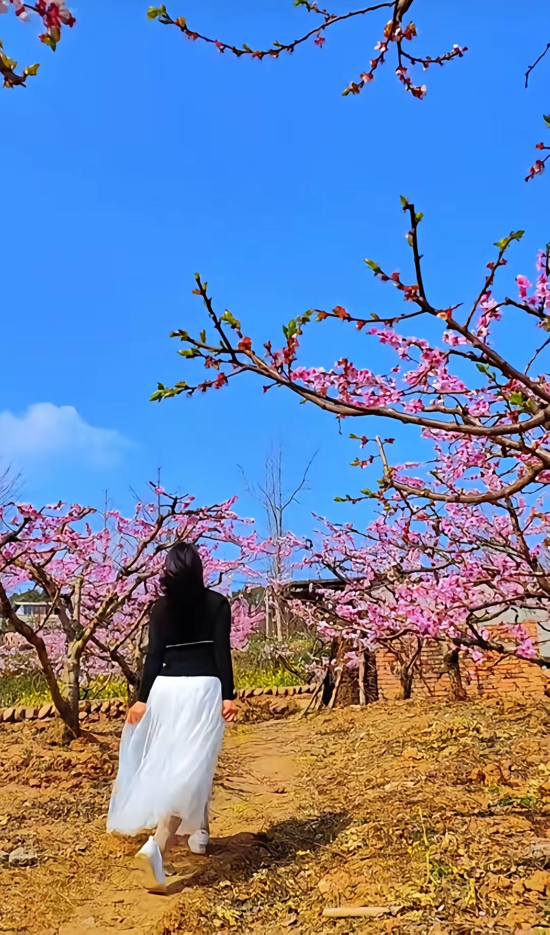 《杏花》
春风飘柔杏花开，
蜜蜂闻香心曲开。
枝舞花摆心不离，
酿造甜蜜创未来。