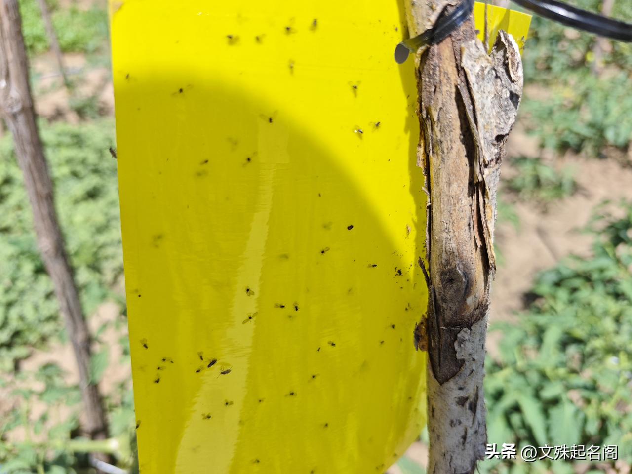 物理防虫，这黄板效果还是不错的！
今年夏天偏旱，各种害虫频发，种点儿菜也真是不容