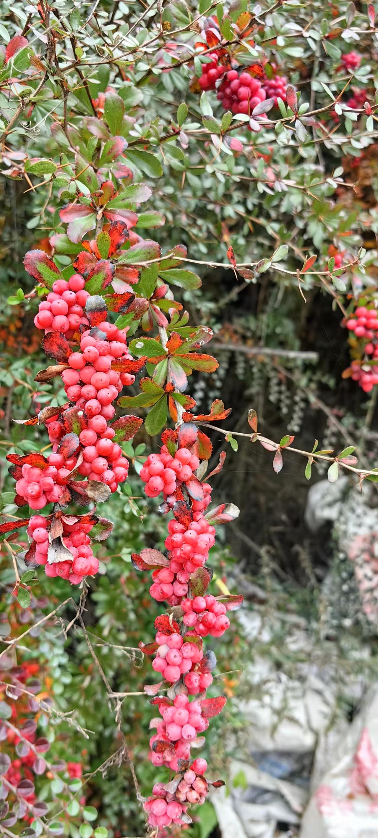 今天朋友带娃秋假，去了阿坝，拍了一张照片发在群里，问这是什么？我们几个朋友都不认