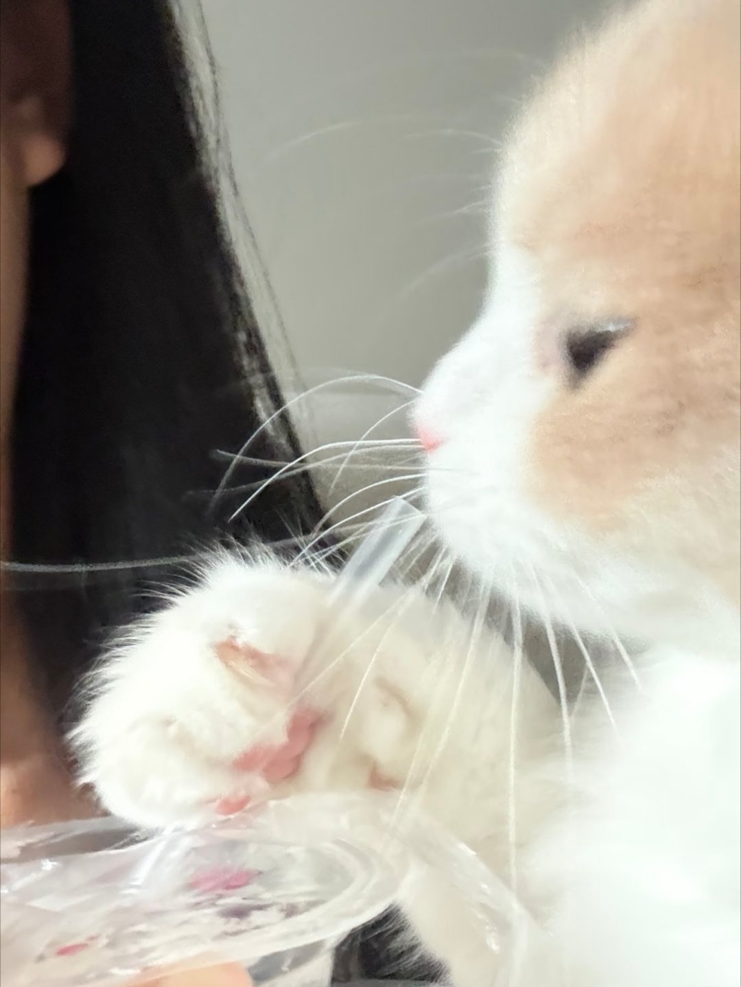 咪的天！咪会自己用吸管！小鬼王琳凯可爱
