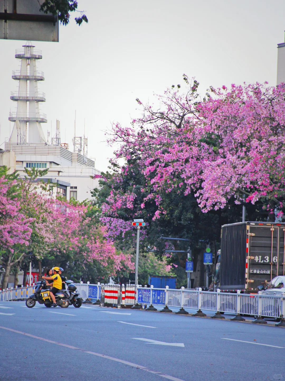 美到失语❗️专属于惠州人的粉色秋天❗️