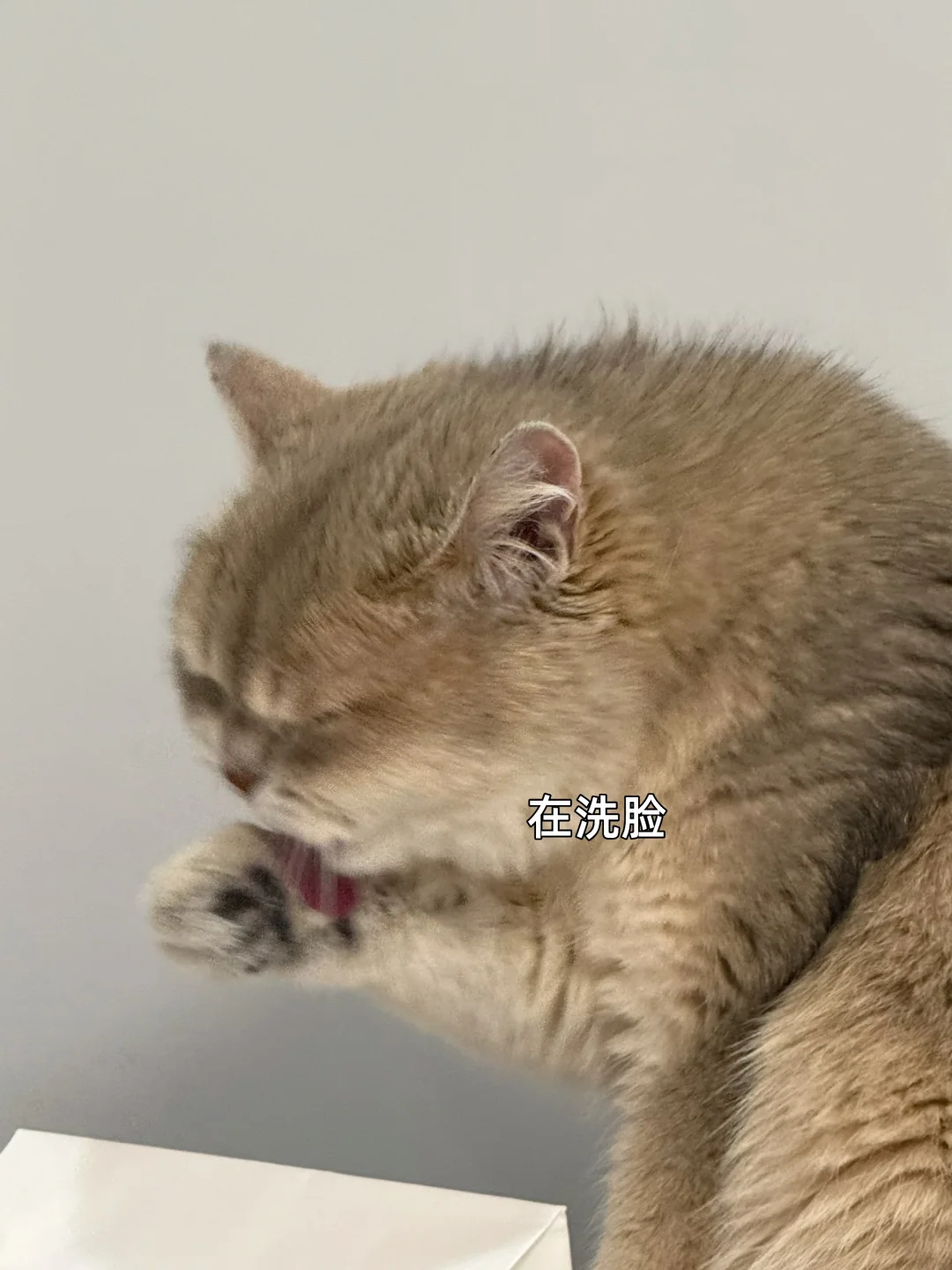 不懂咪和汪的人有难了