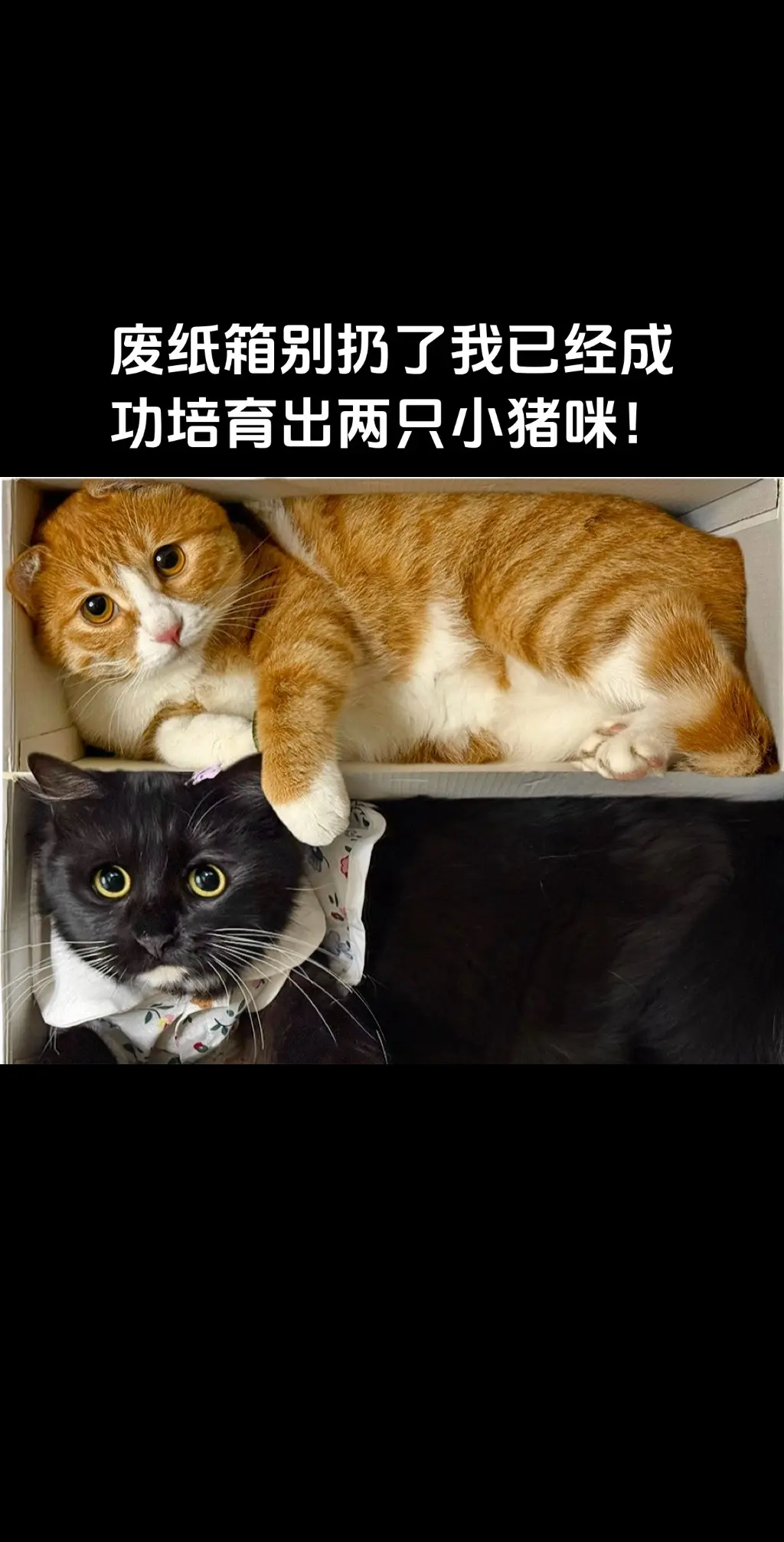 废纸箱别扔了，我已经成功培育出两只小猪咪。