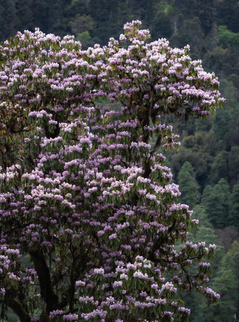 高山杜鹃生长近20年才开花一棵高山杜鹃每年能开成千上万朵花。这些花不是"一年努力