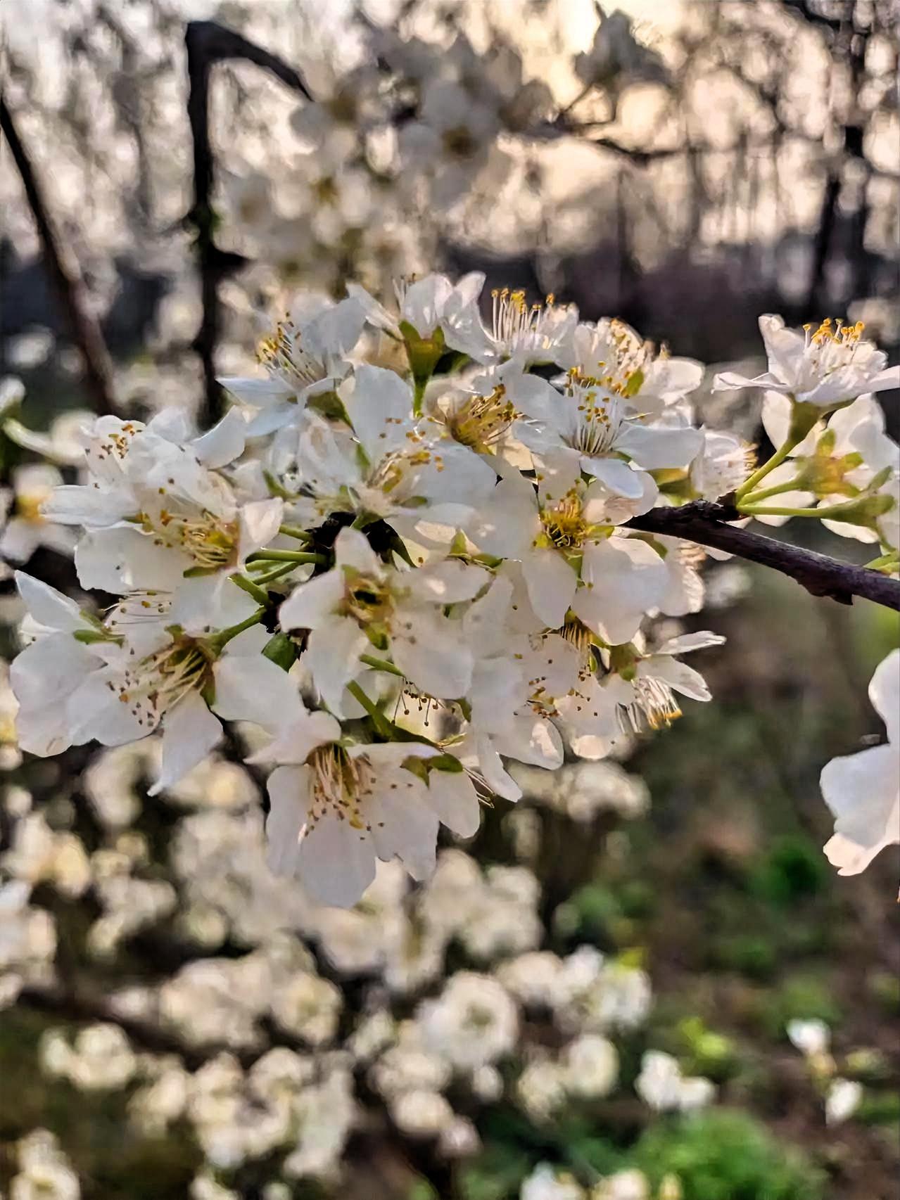 上班路上撞见满树杏花，白瓣裹着嫩黄花蕊，风一吹就簌簌落碎雪。

春寒还没褪尽，它