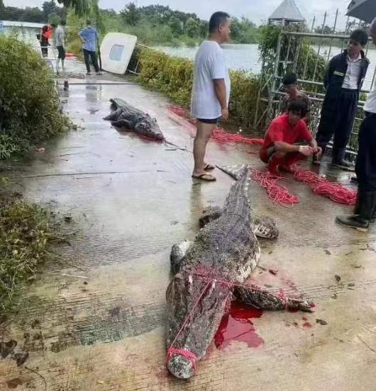 这下，还真是上餐桌了。
不知这会不会让那些极端动保者发疯啊!
