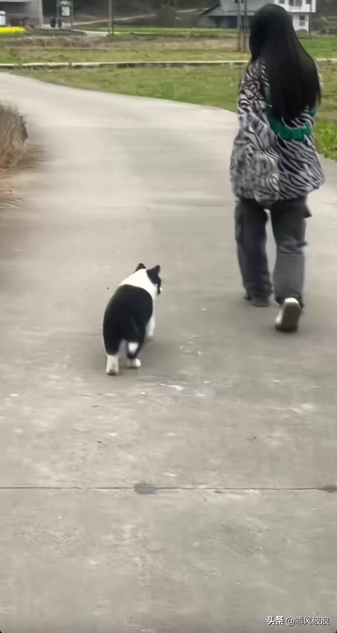 拍下一幕，一只小狗跟在一位小姑娘身后走着，走到姑娘前面后便赶忙趴下，一动不动，不