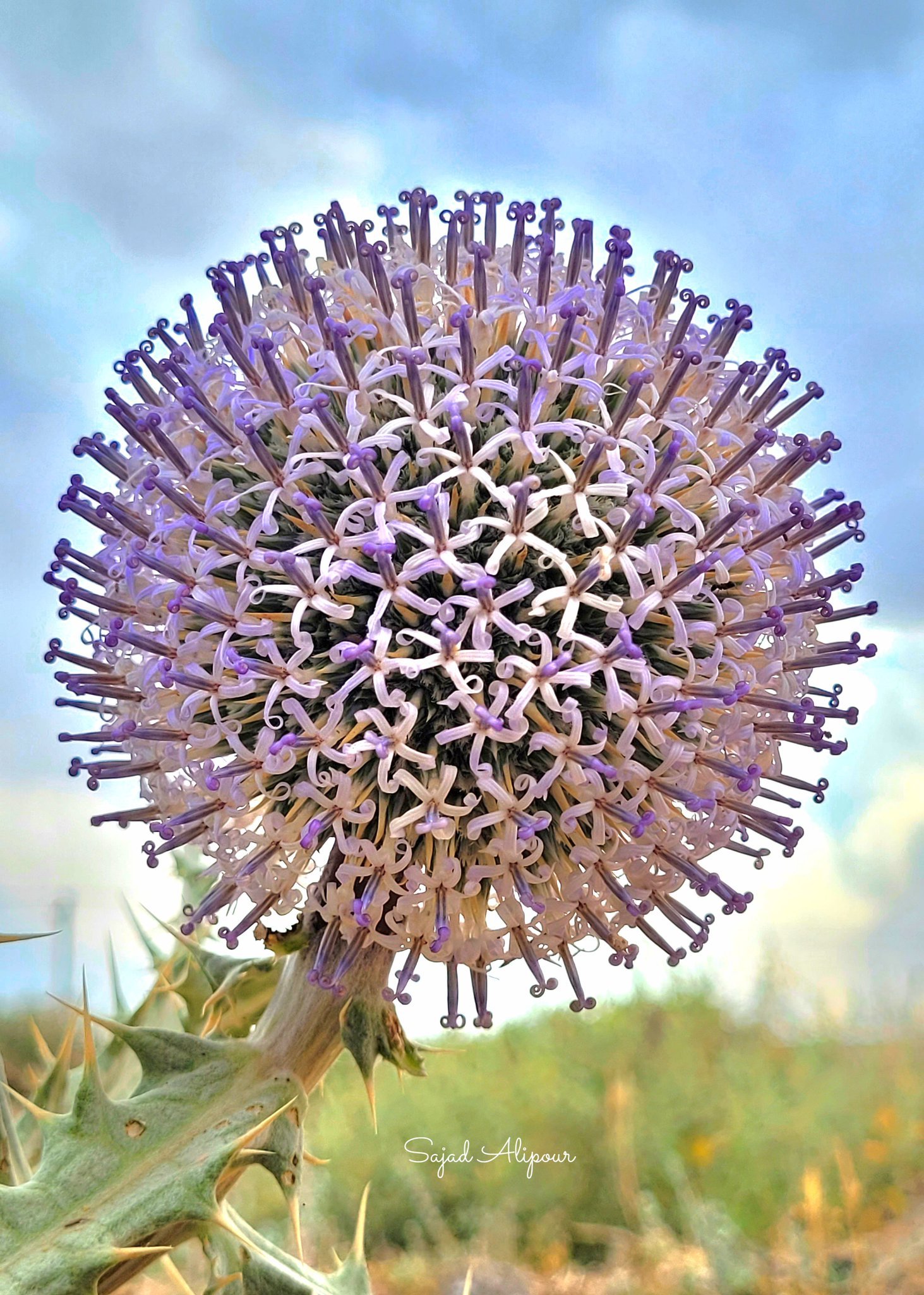 菊科下属的蓝刺头（学名Echinops）英语globe thistles照片摄于