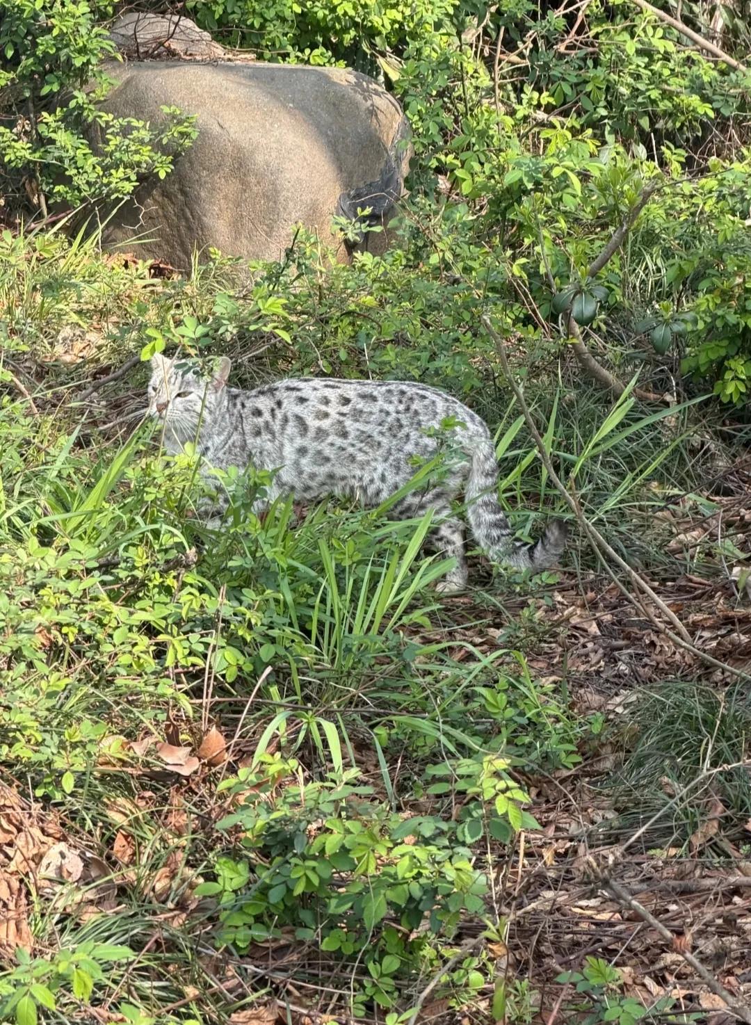 这是什么猫啊？可以养吗？