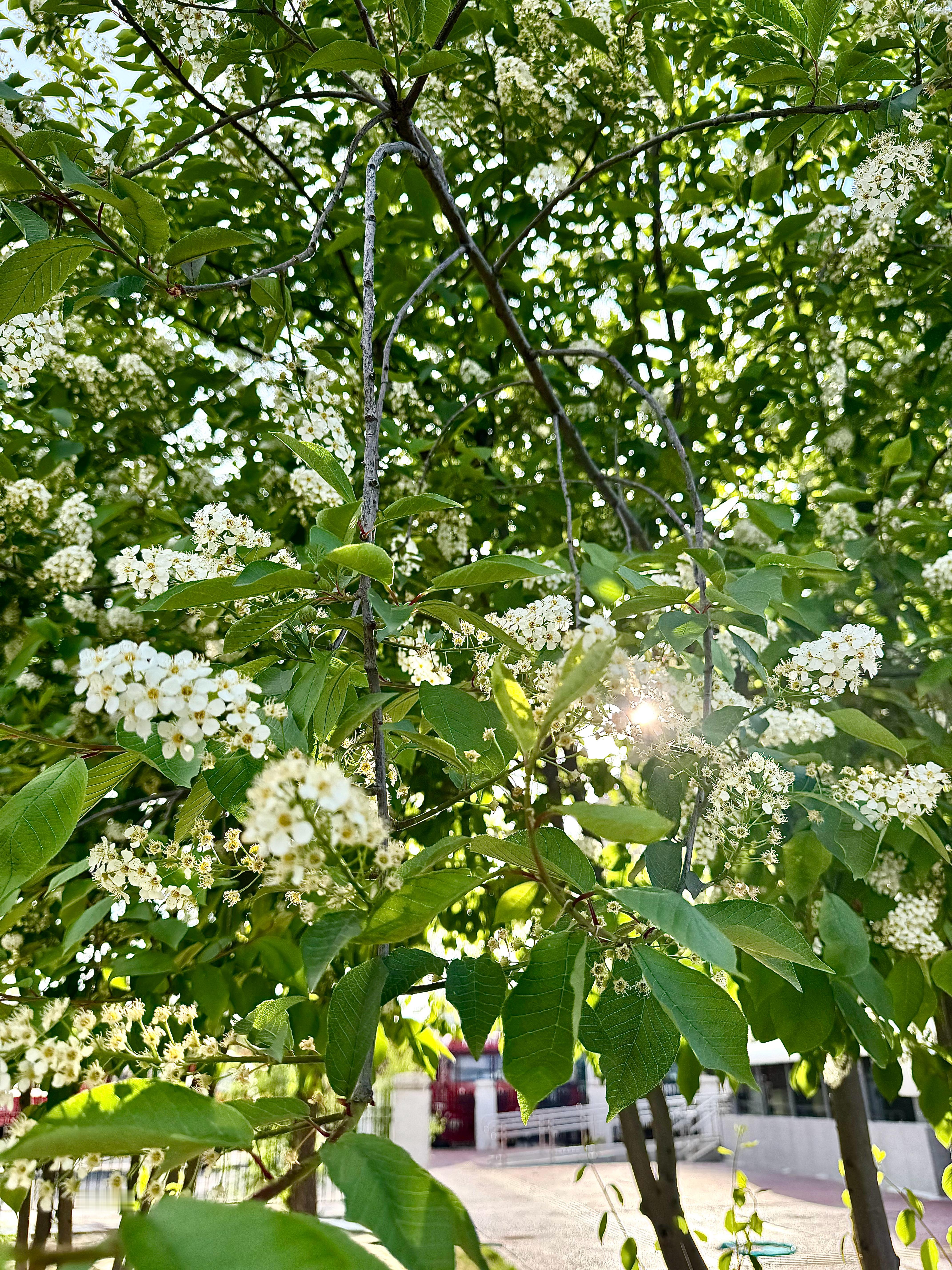 5.1[拳头] ​​​