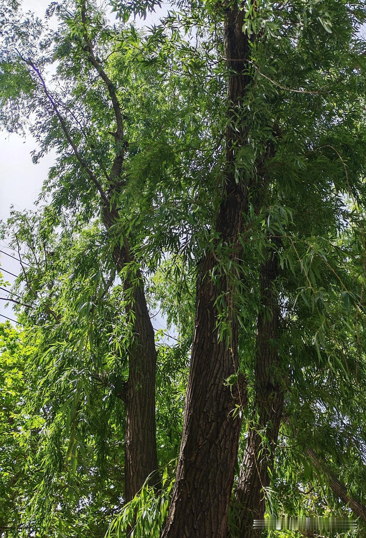 春日美景大赏公园里的大树