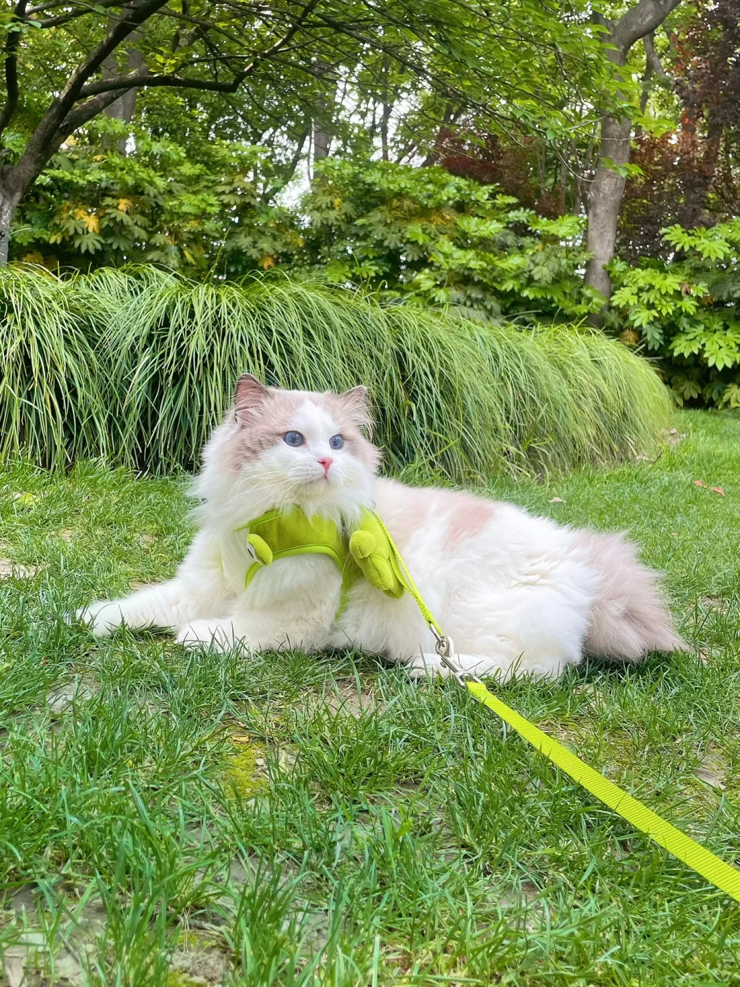 夏日溜猫🙌易如反掌