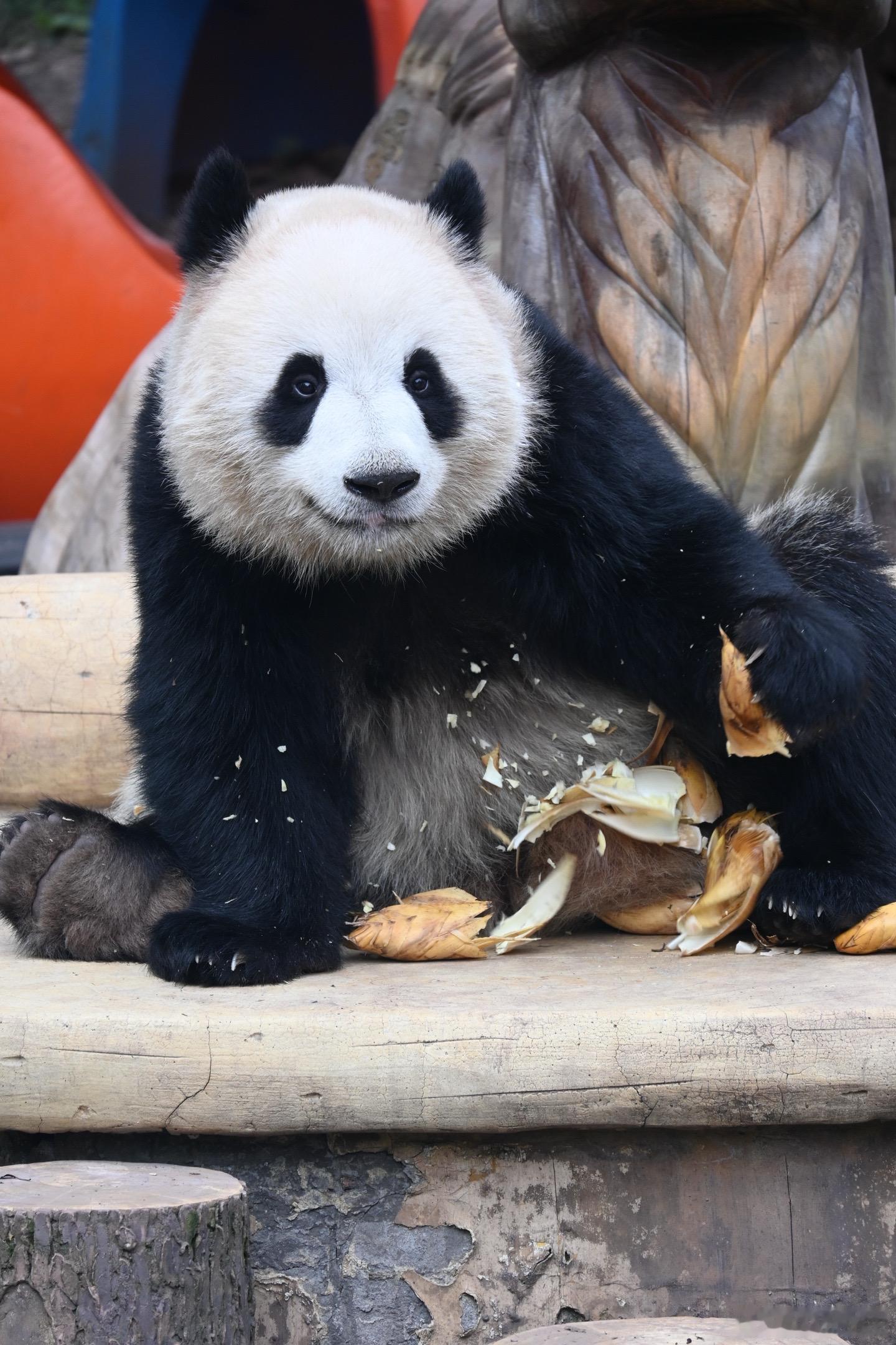 陌上熊如玉，可可世无双 