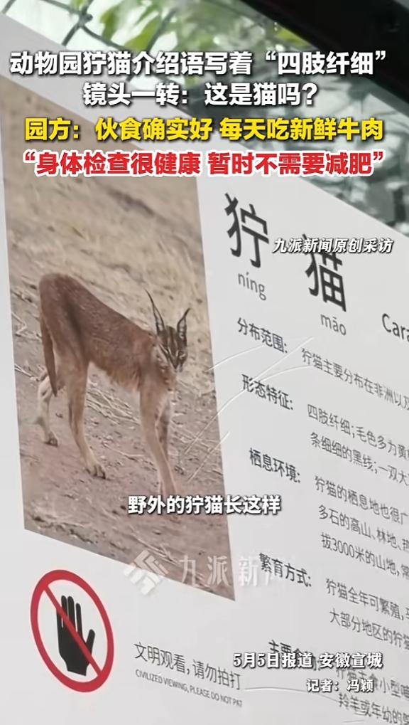 五一出游偶遇名场面！宣城动物园狞猫和简介描述严重不符，本该身姿轻盈四肢纤细，如今