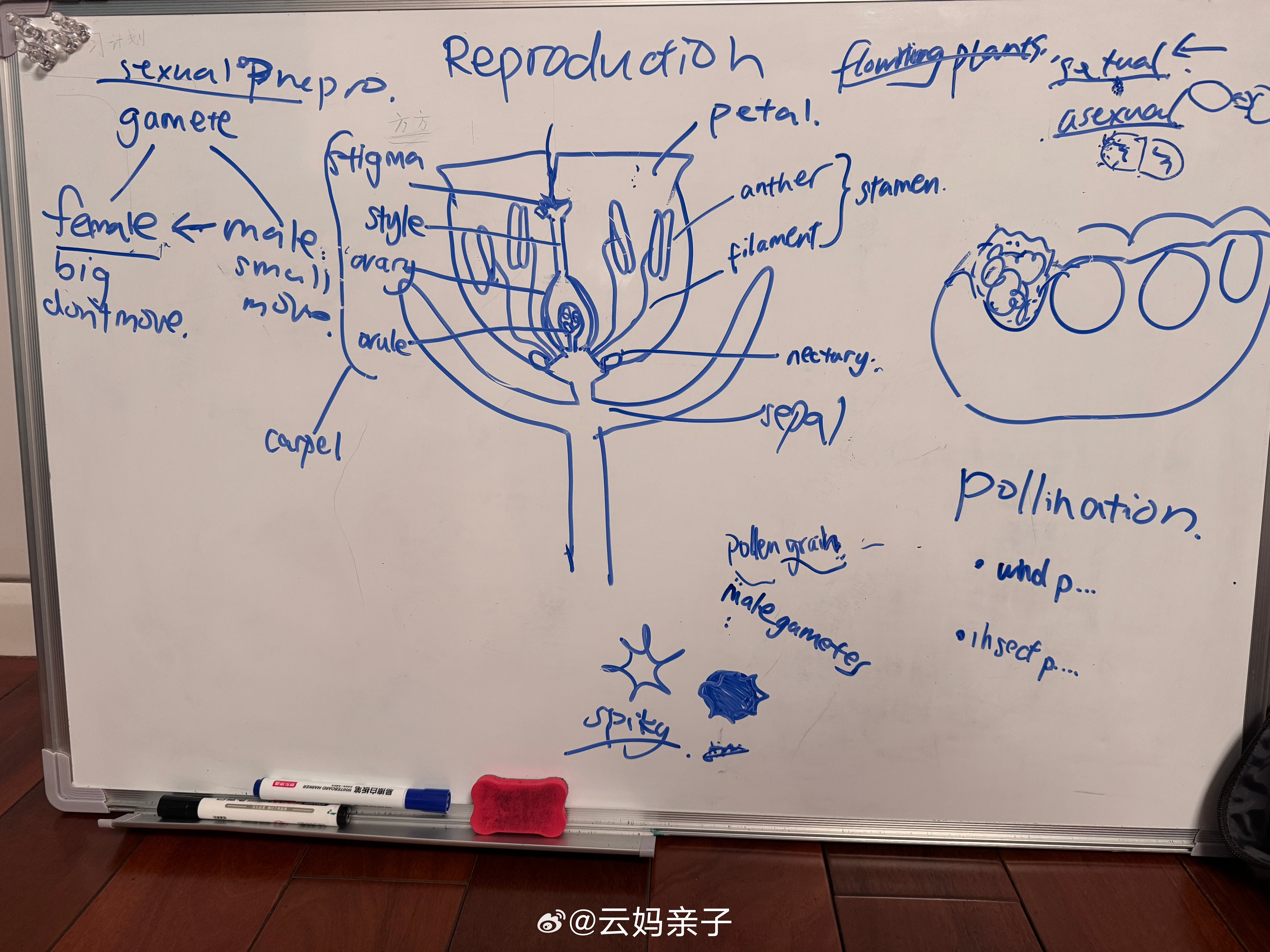 小菲姐暑期自学补课  第七节阿弥陀佛，这个系列还能继续更～昨天上的课，今天补笔记