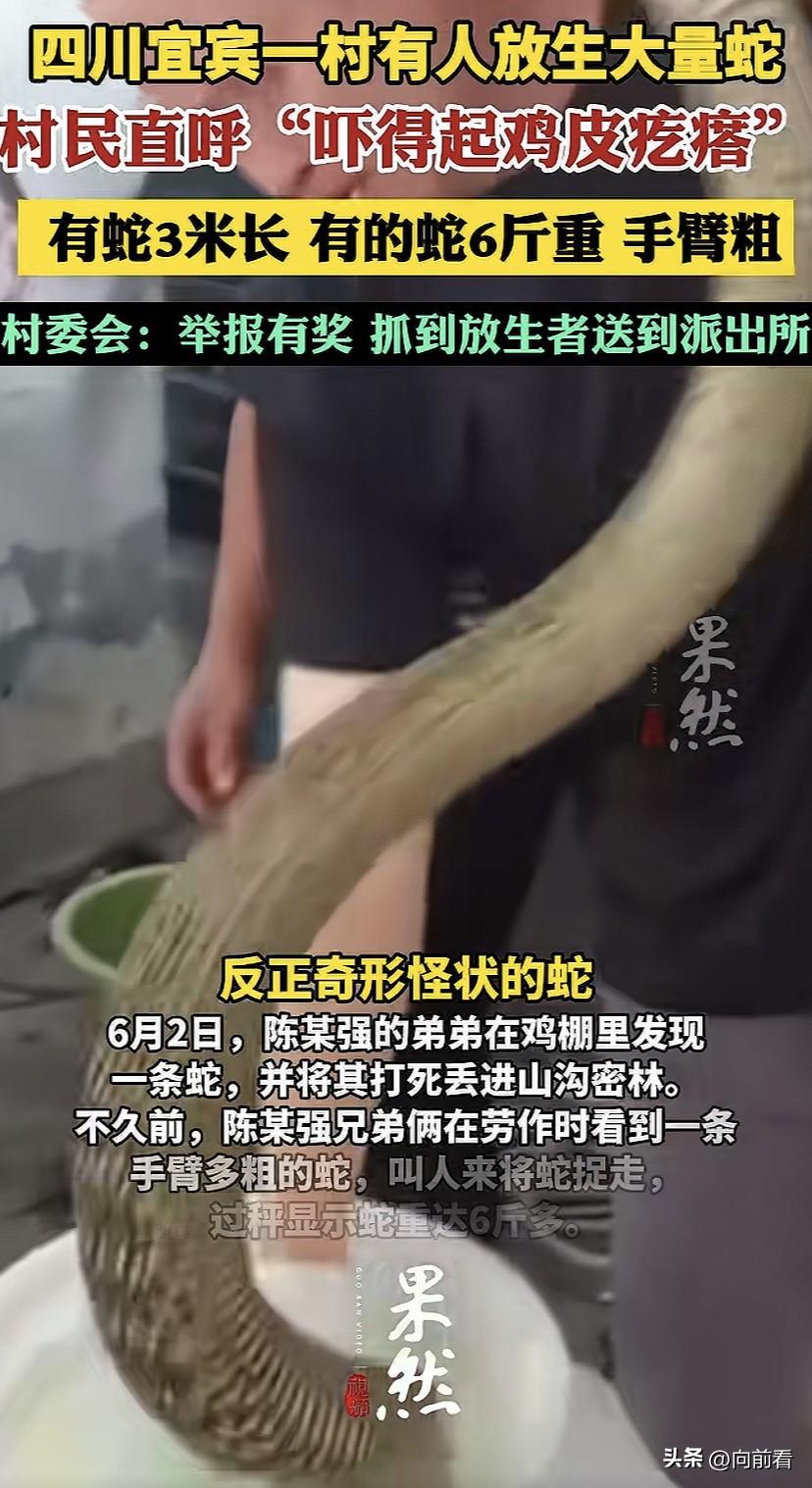 放生鱼，放生乌龟是为积德祈福，放生蛇是有什么说法吗？

6月7日，四川宜宾村民举