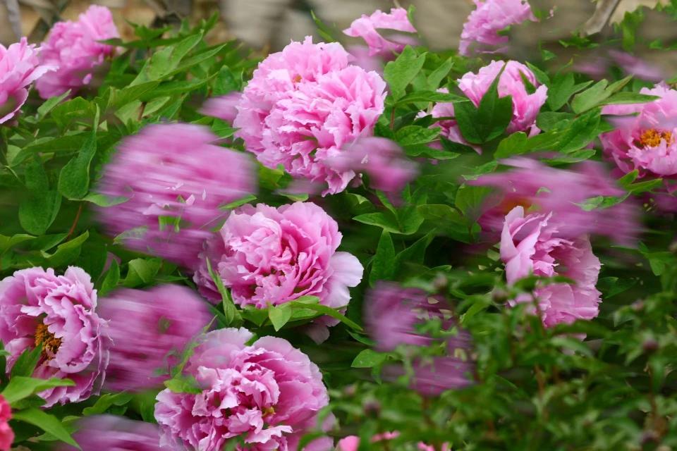 春风一吹，牡丹便赴了这场春日的约。层层叠叠的粉，裹着温柔的香，在风里轻轻晃，像把