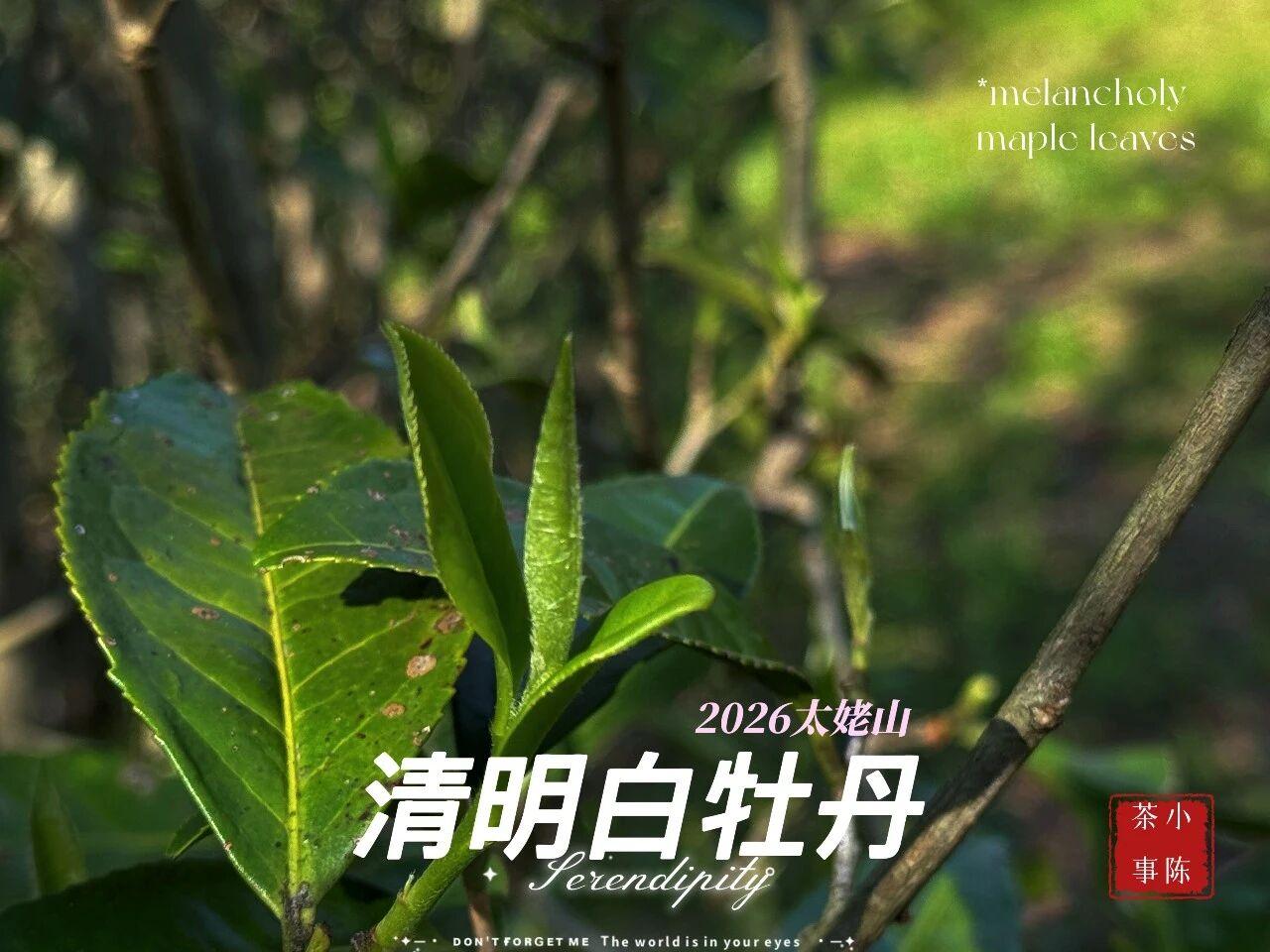 现在囤白茶还会涨吗？
优质的白茶，的确有升值的潜力，存老之后价值与日俱增。
但不