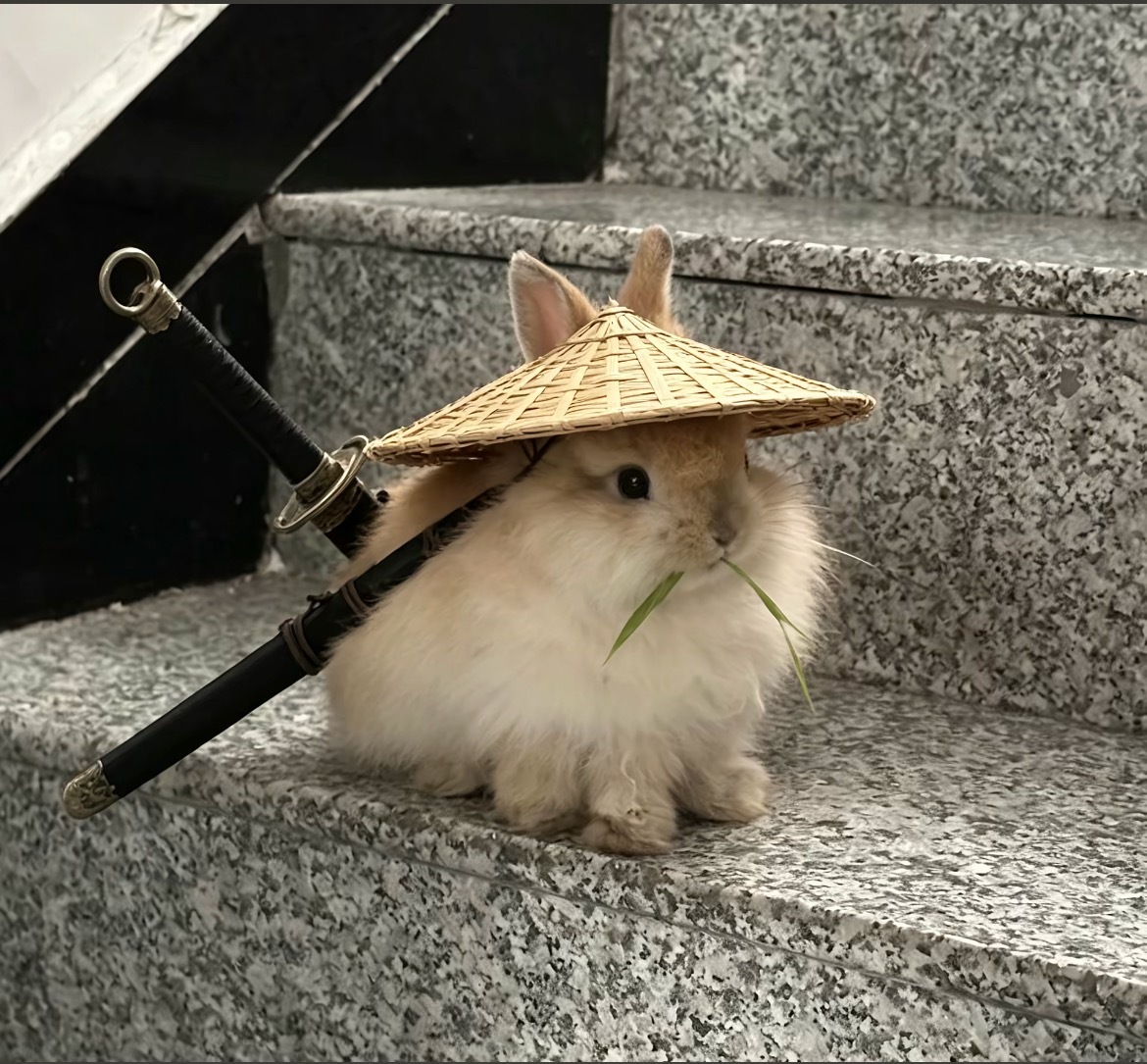 老师 我家武林侠客兔呢 