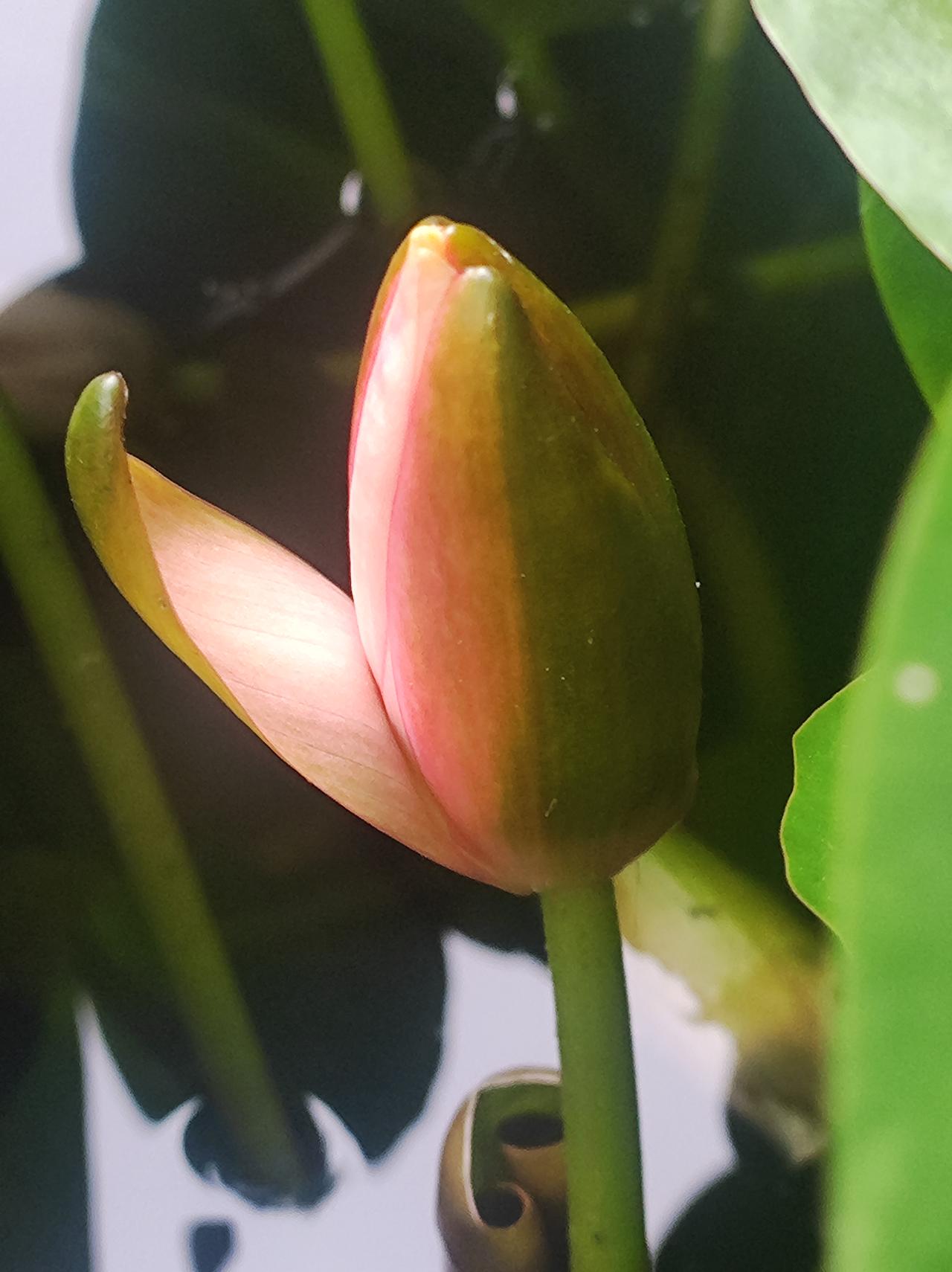傍晚时候的睡莲