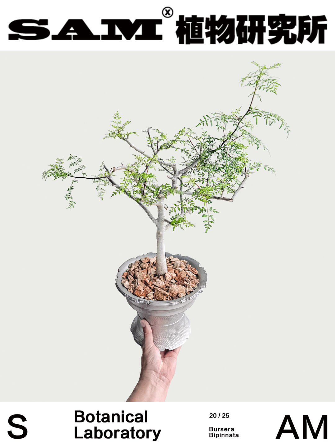 皮皮虾裂榄｜Bursera Bipinnata