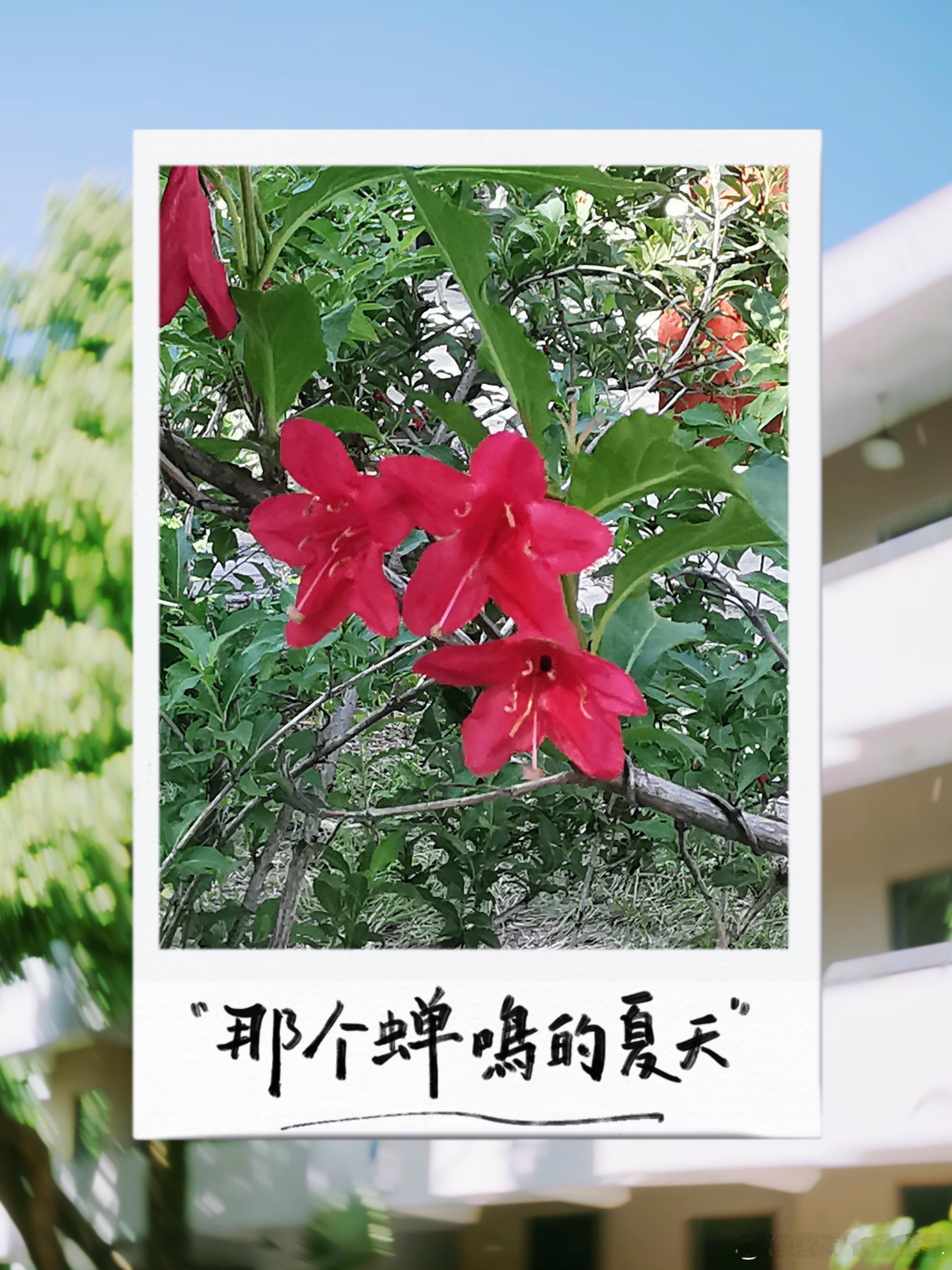 #早安# 每门技能都是一把钥匙🔑 钥匙越多，选择就越多。早上好🌺 ​​​
