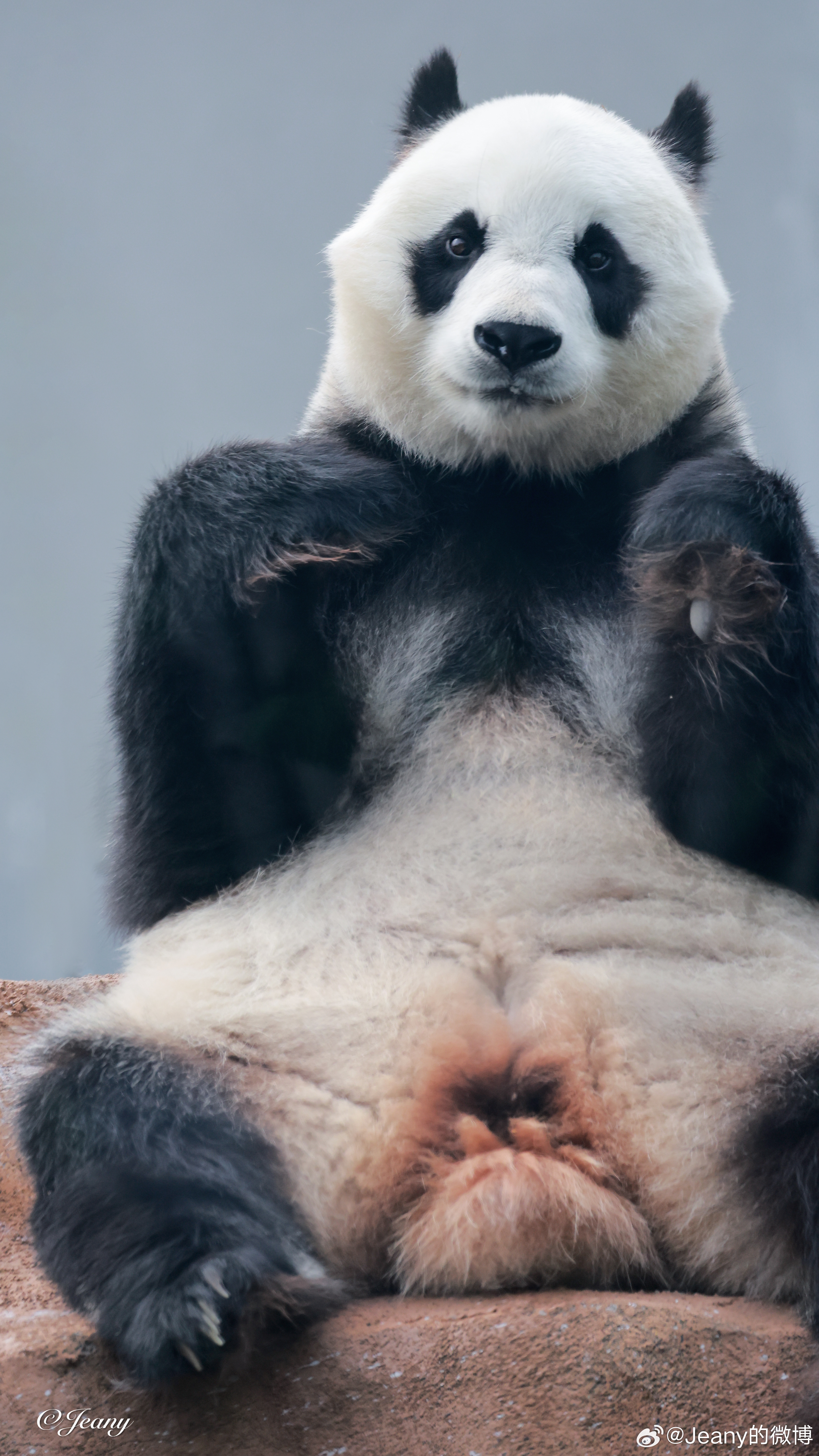 725拍了拍白天公主🐼你的高贵我拍不出来2026我的动物朋友北动大熊猫白天