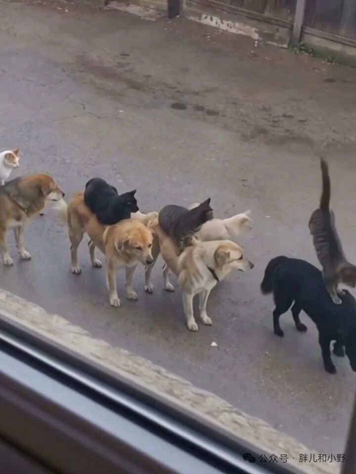 惊呆了！这群流浪猫每只居然都有自己的坐骑。。。。 