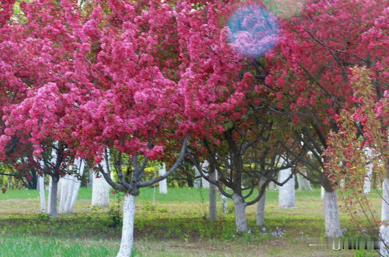 晋阳湖公园现在最好看的花有榆叶梅，海棠花，连翘，多瓣樱花，桃花，蒲公英等，可以说