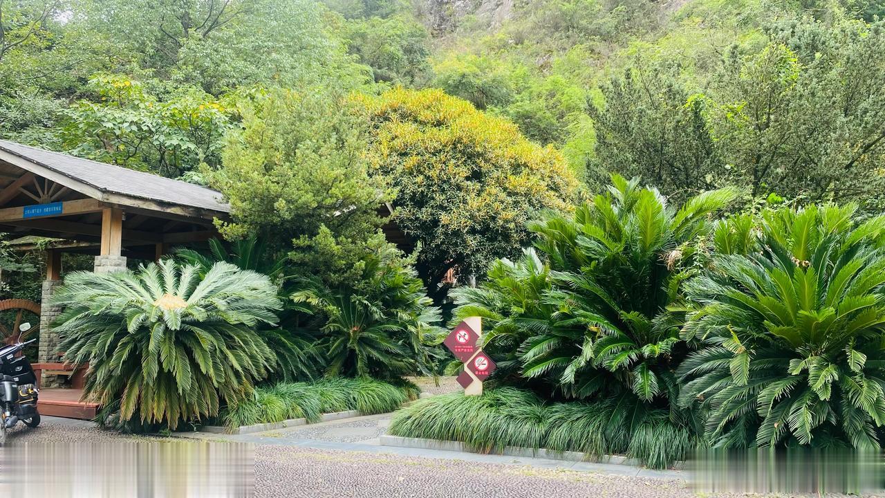 闻着满城的桂花香，感受着空气里舒适的亲肤感，回到这座熟悉又陌生的城市，走在街头，